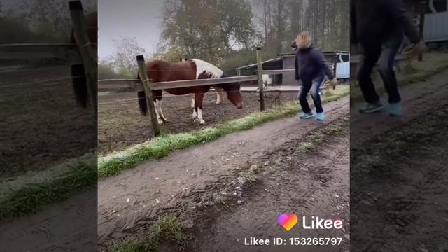 лошадь которая ничего не понимает смотреть онлайн