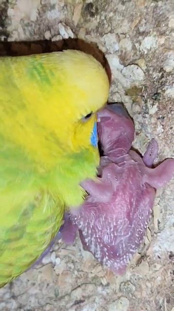 редкие кадры😍 подглядываем за гнездом 🐣 #птицы #попугаи #papagall #bird #tutuquşu #волнистыепопугаи смотреть онлайн