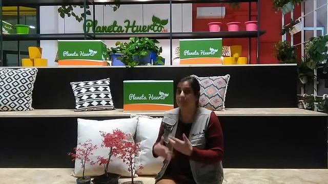 Bonsái Acer Palmatum Deshojo смотреть онлайн