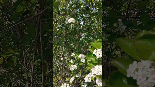 16.05.2024 г. Вот так красиво цветёт черноплодная рябина! Очень приятно пахнут цветочки!❤️🙏😉👍 смотреть онлайн