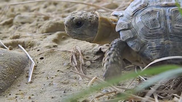Tiny tort! смотреть онлайн