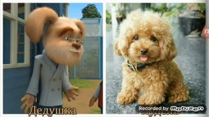 Барбоскины кто какая собака