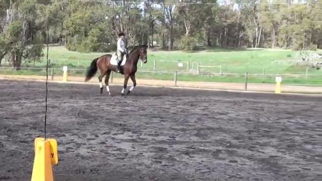 Osiris - 7 year old WB gelding смотреть онлайн