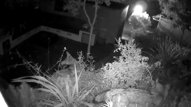 Three Coyotes Stealing Tomatos смотреть онлайн