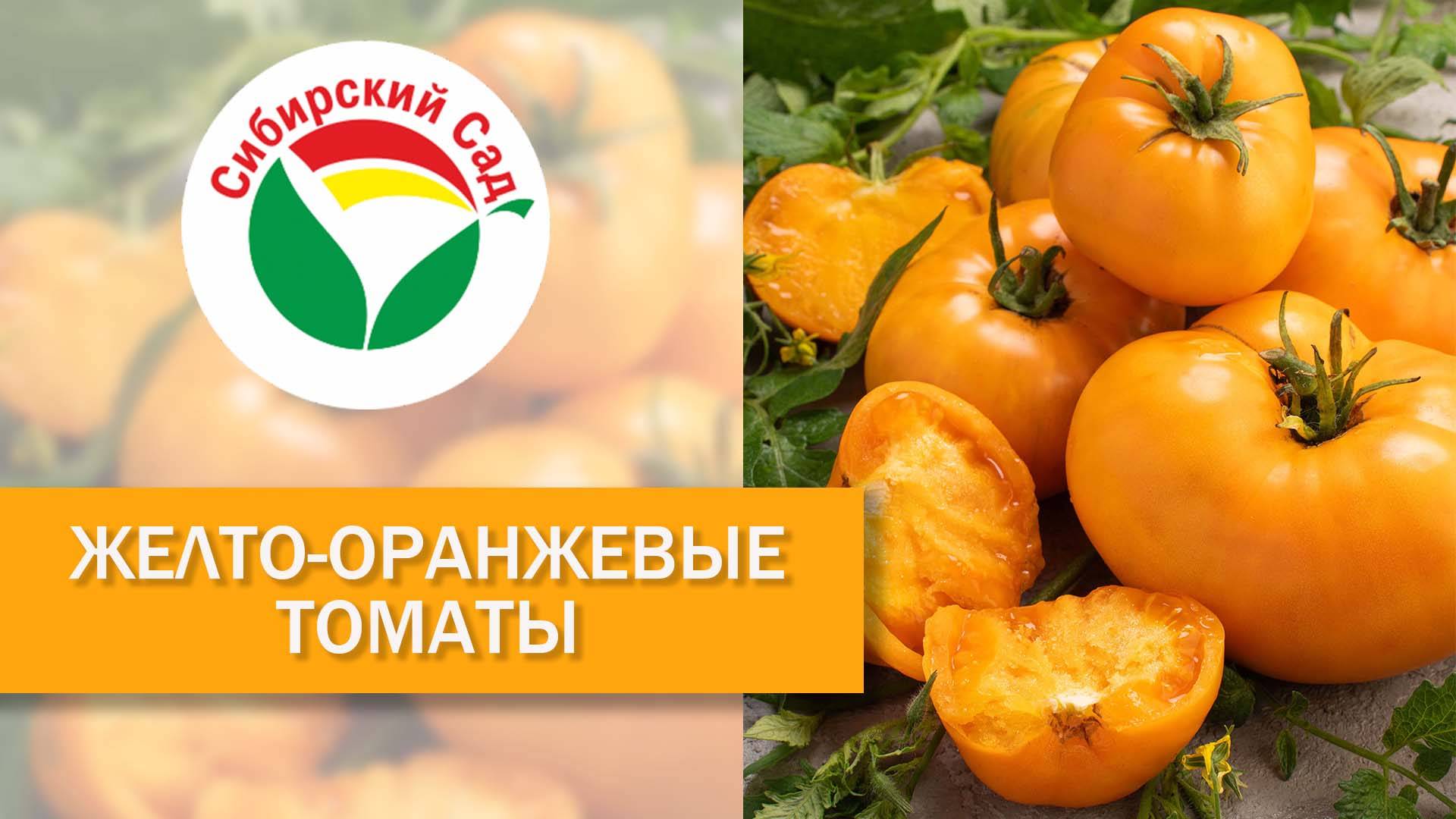 Желто-оранжевые томаты от агрофирмы "Сибирский Сад" смотреть онлайн