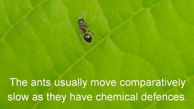 Meranoplus bicolor ants смотреть онлайн