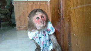 Baby monkey Su, KuKu, MiMi, Puppy and Mother Dog - Cute and Funny Compilation
