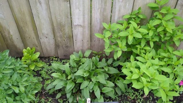 EARLY MAY GARDEN! Allium! Columbine! Impatiens! смотреть онлайн