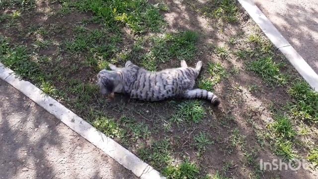 27 апреля 2024 г. Белка и кошки во дворе 🐕🐾🏠 смотреть онлайн