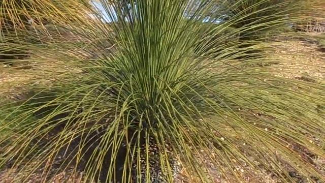 DASILIRION DE HOJAS CUADRADAS: Dasylirion quadrangulatum (www.riomoros.com) смотреть онлайн