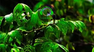 СУРА ЯСИН ОМАР ХИШАМ