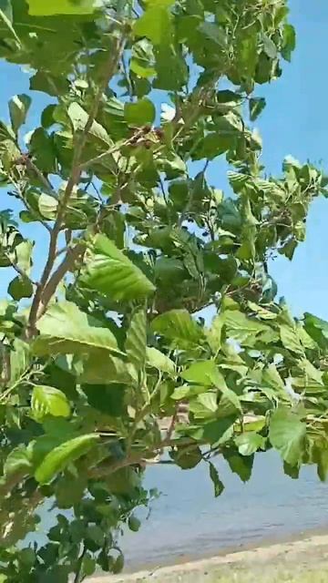 Ольха дерево растёт в Баян Ауле. Казахстан. смотреть онлайн