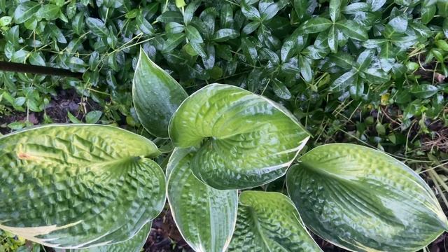 Смылся голубой налёт. Хоста Blueberry a la Mode (Блюберри а ла Мод) Сад хост в Бийске смотреть онлайн