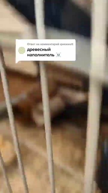 #rat#rats#cuterats#cute#dumbo#pet#pets#крыса#крысы#крыска#дамбо смотреть онлайн