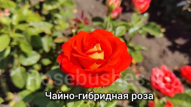 КСЮША - чайно-гибридная срезочная роза 🌹 смотреть онлайн