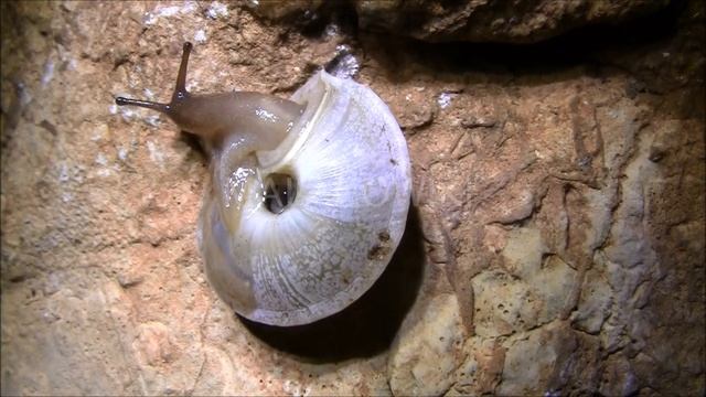 Canariella planaria смотреть онлайн