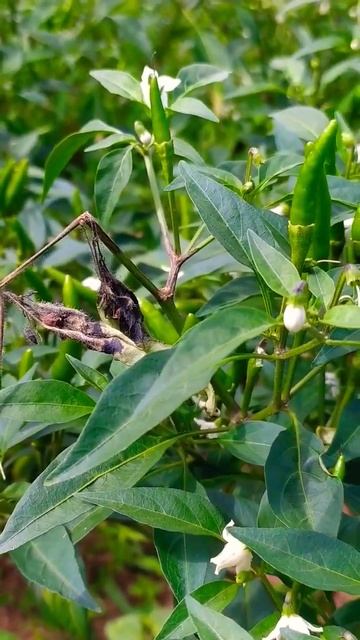 Agriculture activity - Chilli Dieback Disease смотреть онлайн