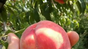 Персик Кондор. Peach Condor. Один з найкращих сортів ранньо-середнього строку.