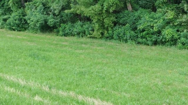 Farkasalma a szénában - mérgező смотреть онлайн