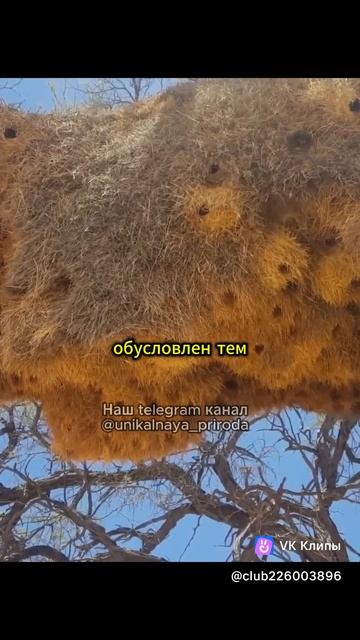 vkclips_20250212015136 смотреть онлайн