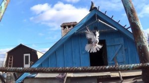 Голуби Мариуполь