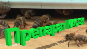 Профессор Кашковский: благоприятное воздействие КАС-81 на пчел?