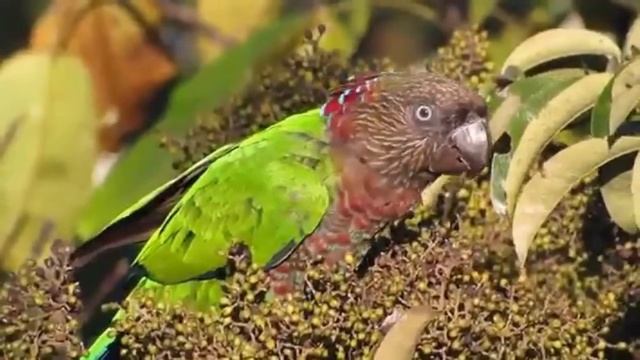 Beautiful Photo Of A Parrot Parrots (Веерный попугай)