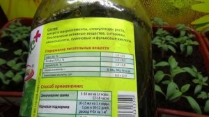 ПОСЕВЫ 2025 - 45. Моей рассаде томатов срочно нужна подкормка! Какое средство я использую.