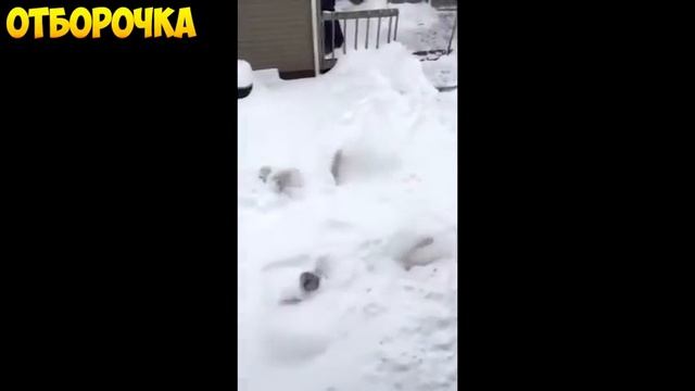 ЛУЧШИЕ ПРИКОЛЫ за Февраль Подборка приколов Выпуск 187 смотреть онлайн