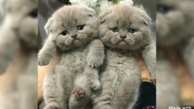 Милые Котята Под Спокойную Музыку смотреть онлайн