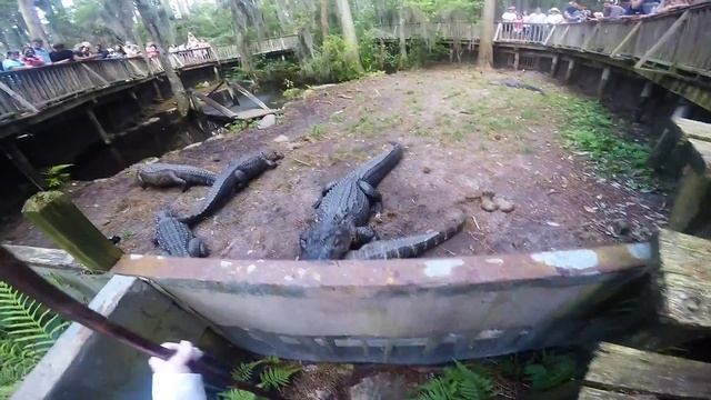 Alligator Feeding at the Okefenokee Swamp Park смотреть онлайн