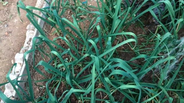 How to Fertilize With Chicken Manure #fertilizer #organicfertilizer #plantcare #organicgardening смотреть онлайн