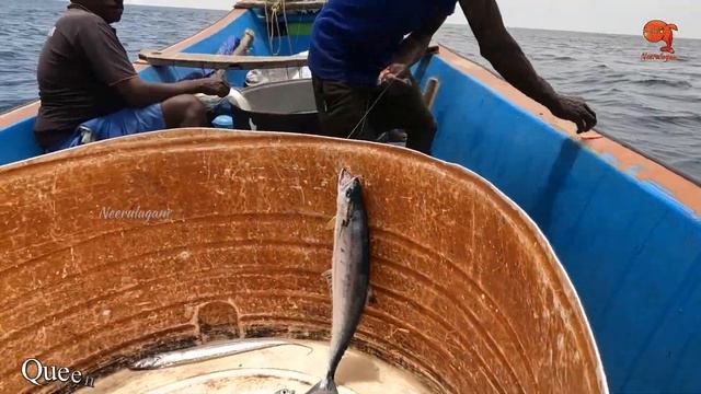 Catching Queen Fish, Tarpon Fish & Needle Fish in the Sea смотреть онлайн