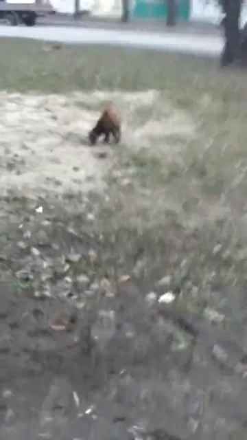 Кот срёт... смотреть онлайн