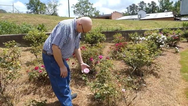 Edisto Memorial Rose Garden Part 1 смотреть онлайн