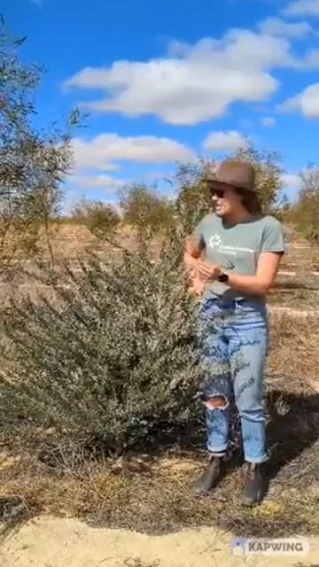 Restoring Biodiversity | Jesse from Carbon Positive Australia смотреть онлайн