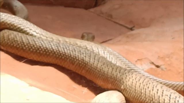 Rayappa, Highly Poisonous Inland Taipan, Sydney, Jan 4, 2020 смотреть онлайн