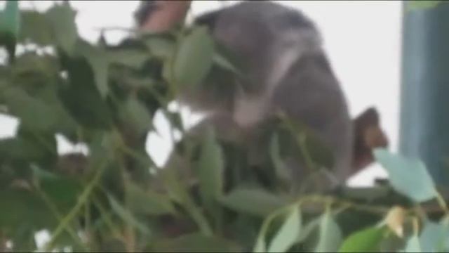 Extended Koala Fap (Fap Central Deleted Scene) смотреть онлайн