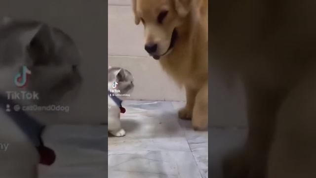 Рубрика : Наши животные / смешные животные / веселые / животные / приколы / смотреть онлайн