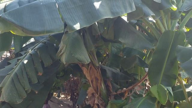 saludo mi gente desdé casa family PALMA mis cultivó de papaya 🍇🍊🍋🥑 смотреть онлайн