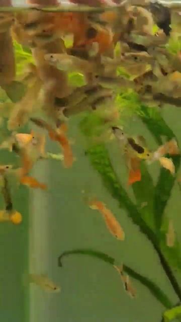 армия гуппи #guppy #гуппи #рыбки #fishing #рыбалка #мальки #хобби #ампулярии #fish смотреть онлайн