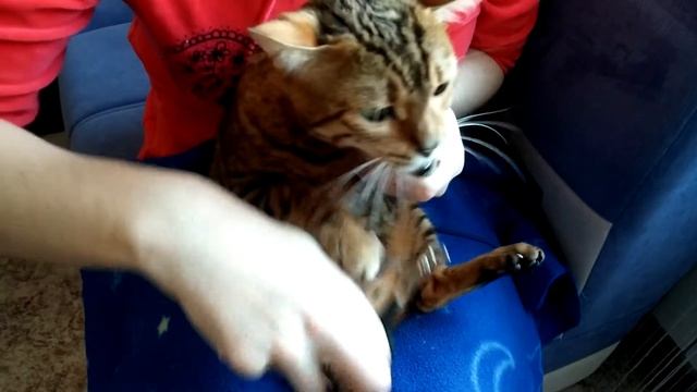 Постригаем кошке коготки. смотреть онлайн