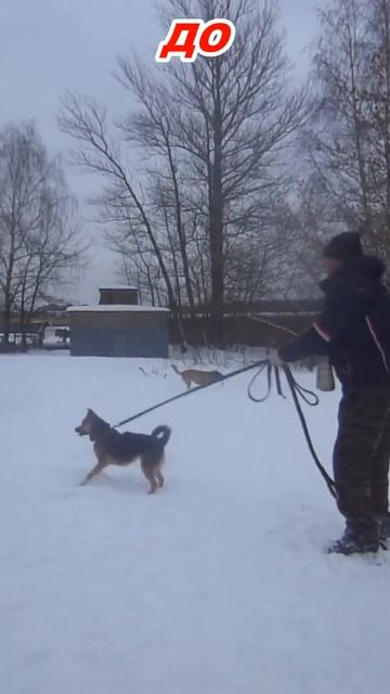 Собака до и после, как снимают рекламу грандмастера дрессировки смотреть онлайн