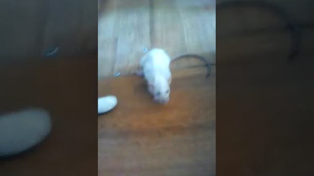 Растения ТВ смотреть онлайн