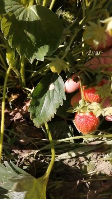 Первая клубничка на нашем огороде в Подмосковье 16 июня 2021 года #shorts смотреть онлайн