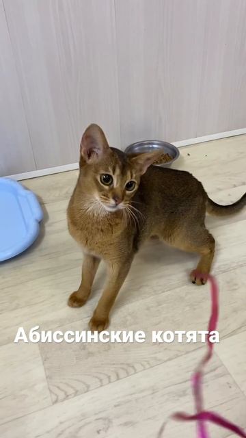 Молодая абиссинская девочка ждёт папу и маму. смотреть онлайн