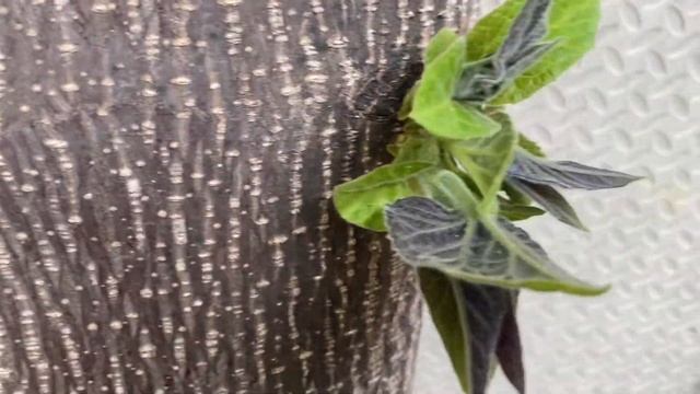 ПАВЛОВНИЯ напомнила о себе 🌳 Это чудо 🪵 Такое вижу первый раз 🍃 смотреть онлайн