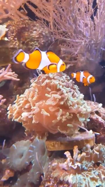4k aquarium,4k video,relaxing #chillonpeak смотреть онлайн
