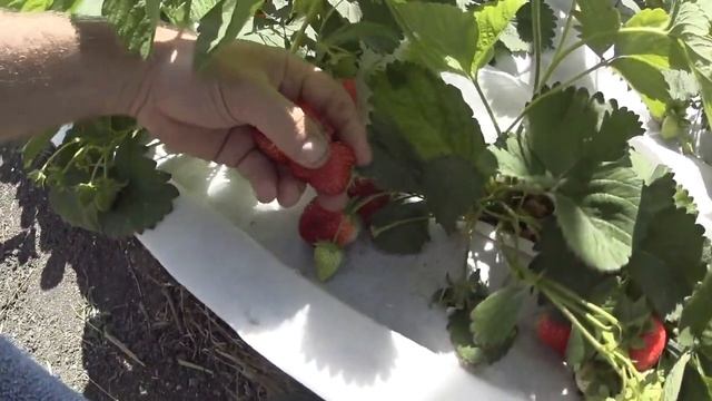 КЛУБНИКА ГИГАНТ ДЖОРНЕЯ  🍓🍓🍓