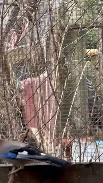 СОЙКА ОТЖАЛА МЯСО 😁🐥🥩 смотреть онлайн